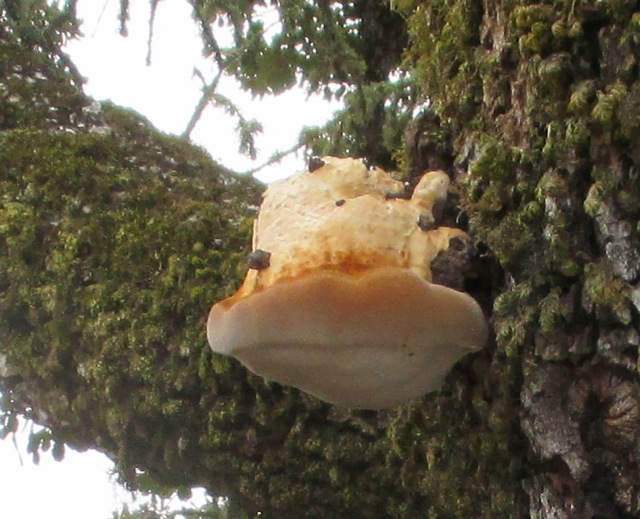 Strange Fungi