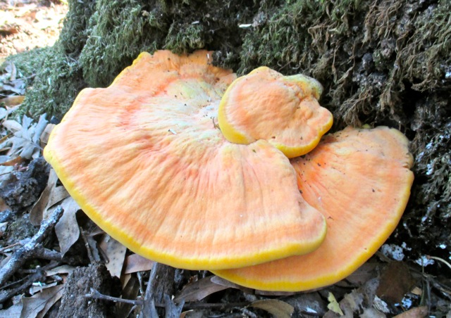 Fungi